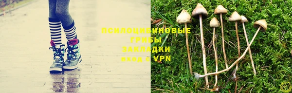 сатива Аркадак